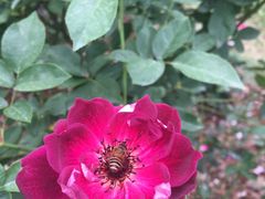 -人民公园(罗湖区)