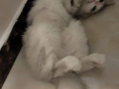 -达爱动物医院·犬猫分区·CT·复杂眼科(远洋山水分院)