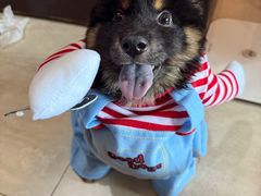 -天使宠物医院·犬猫分诊(彩虹店)