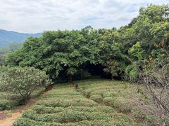 -雁南飞茶田景区