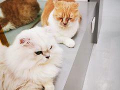 -糯米喵星人·撸猫猫舍咖啡馆(西市场嘉华店)