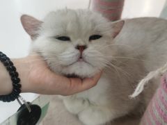 -糯米喵星人·撸猫猫舍咖啡馆(西市场嘉华店)