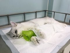 -中农大我爱我爱24h动物医院·中医针灸·猫专科·骨科医疗中心(双井店)