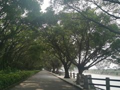 -大湾区中央湿地公园