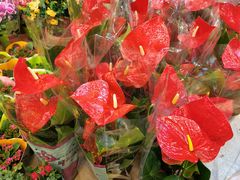 -双季花艺园艺市场(浦东店)