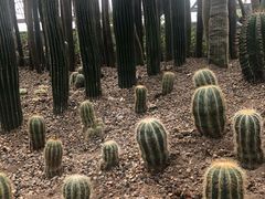 -南山植物园
