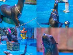 -烟台海昌鲸鲨海洋公园