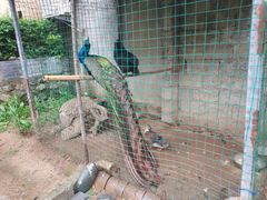 -柞水乾佑红门家菜