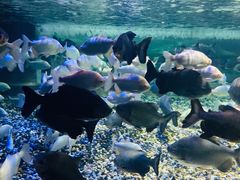 -成都浩海立方海洋公园