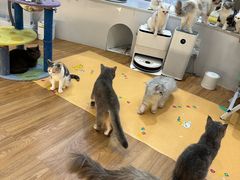 -COLOR PETS 撸猫馆·购猫·猫咖(长风大悦城店)