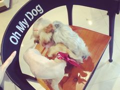 -Oh My Dog宠物沙龙(伊珊娜皮毛护理店)
