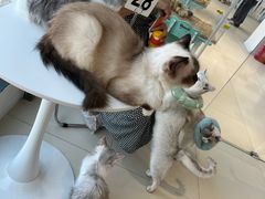 -怪兽屋·羊驼·猫咖·狗咖(俊华广场店)