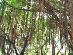-燕晗山郊野公园
