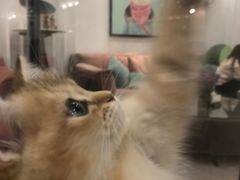 -袖虎·猫馆(体育西路店)