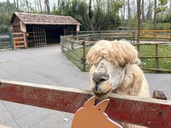 -合肥滨湖国家森林公园