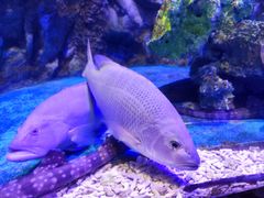 -太平洋海底世界