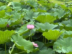-池杉湖湿地公园