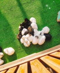 -萌宠亲子动物乐园(槐房万达店)