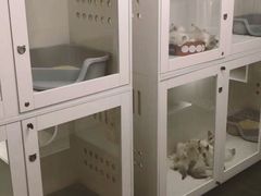 -青奢宠物·青奢猫舍