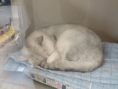 -唐小姐の私宠·宠物洗护美容·撸猫馆·购宠(周浦万达旗舰店)