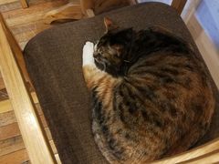 -猫的天空之城概念书店(杭州南宋御街店)