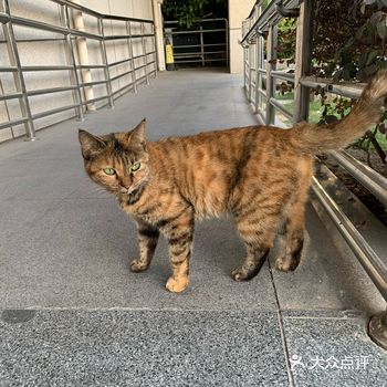 在小区门口遇到猫猫，想撸猫猫的，好像她有点抗拒