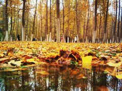 -渭河城市绿地运动公园