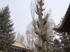 -张掖大佛寺景区