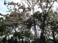 -瀛洲公园