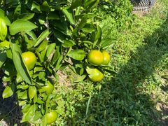 -前小桔亲子创意农场·草莓采摘·露营烧烤