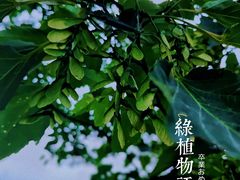 -南山植物园