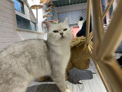 -喵屿·大理花园猫咖