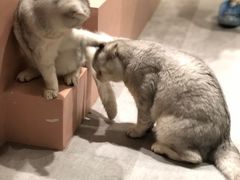 -猫儿山۰猫主题餐厅