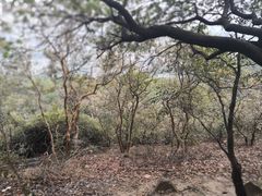 -火炉山森林公园