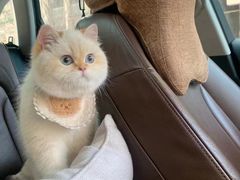 -欣宠猫屋·矮脚拿破仑·蓝金金渐层