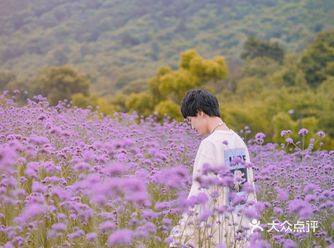 无锡旅行｜漫步花海拈花湾赏花游玩全攻略