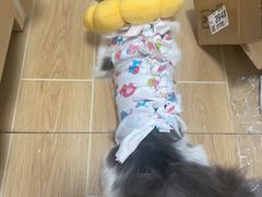 -创凡宠物医院·骨专科  猫科中心(西乡分院)