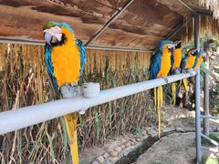 -西霞口神雕山野生动物世界