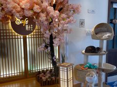 -猫小主咖啡·猫咖cat cafe(福田店)