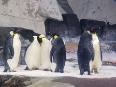 -海合安武汉极地海洋公园