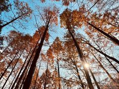 -白水寺森林公园
