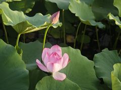 -莲花池公园