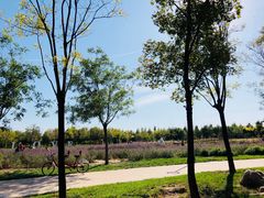 -武清南湖绿博园