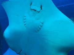 -珠海长隆海洋王国