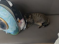 -瑞派伍一宠物医院·眼科·骨科·猫科转诊中心(马王堆院)