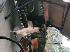 -柴犬高等学院·狗咖·柴犬售卖·宠物训练