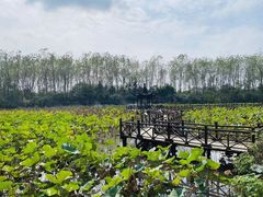 -合肥滨湖国家森林公园