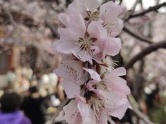 -桃花堤公园