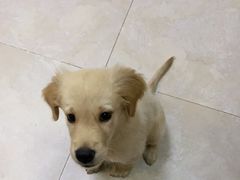 -艾贝尔宠物医院·狂犬免疫点(江山金象城店)