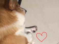 -创凡宠物医院·骨专科  猫科中心(西乡分院)